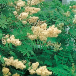 Prydnadsbuske Omnia Garden Rönnspirea