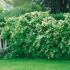 Prydnadsbuske Omnia Garden Småblommig Schersmin