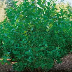 Prydnadsbuske Omnia Garden Slånaronia