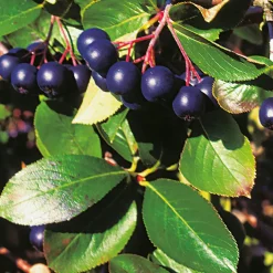 Prydnadsbuske Omnia Garden Svartaronia