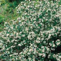 Prydnadsbuske Omnia Garden Svartaronia
