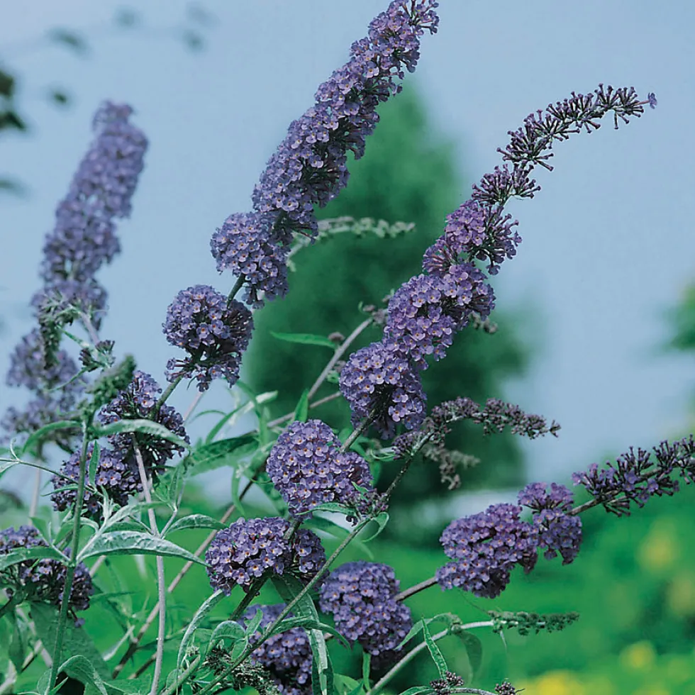 Prydnadsbuske Omnia Garden Syrénbuddleja Nanho Blue