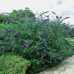 Prydnadsbuske Omnia Garden Syrénbuddleja Nanho Blue