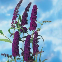 Prydnadsbuske Omnia Garden Syrénbuddleja Black Knight