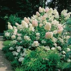 Prydnadsbuske Omnia Garden Syrénhortensia Vit