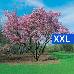 Prydnadsbuske Omnia Garden Solitär Bergkörsbär med Rosa Blomning & Grönt Lövverk, 150-200cm