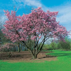 Prydnadsbuske Omnia Garden Solitär Bergkörsbär med Rosa Blomning & Grönt Lövverk, 150-200cm
