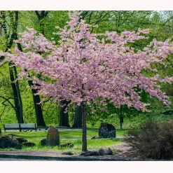 Prydnadsbuske Omnia Garden Solitär Bergkörsbär med Rosa Blomning & Grönt Lövverk, 150-200cm