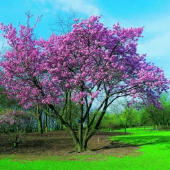 Prydnadsbuske Omnia Garden Solitär Bergkörsbär med Rosa Blomning & Grönt Lövverk, 150-200cm