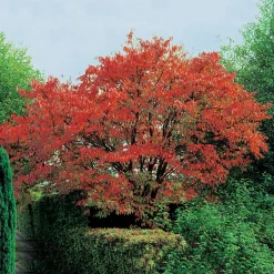 Prydnadsbuske Omnia Garden Solitär Bergkörsbär med Rosa Blomning & Grönt Lövverk, 150-200cm