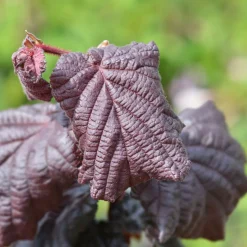 Prydnadsbuske Ormhassel Omnia Garden Rödbladig