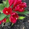 Prydnadsbuske Rosenprakttry Omnia Garden All Summer Röd