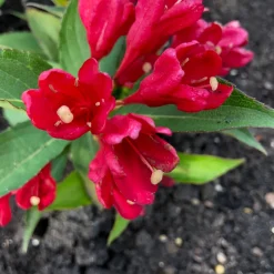 Prydnadsbuske Rosenprakttry Omnia Garden All Summer Röd