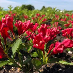 Prydnadsbuske Rosenprakttry Omnia Garden All Summer Röd