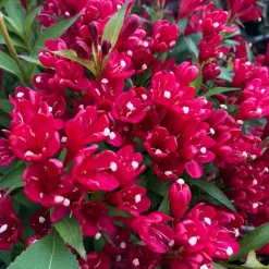 Prydnadsbuske Rosenprakttry Omnia Garden All Summer Röd