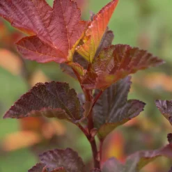 Prydnadsbuske Smällspirea Omnia Garden Amber Little Angel