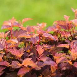 Prydnadsbuske Smällspirea Omnia Garden Amber Little Angel