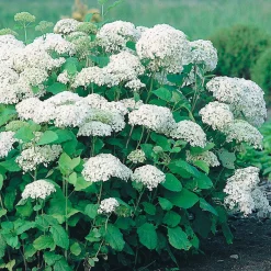 Prydnadsbuske Vidjehortensia Omnia Garden Vit