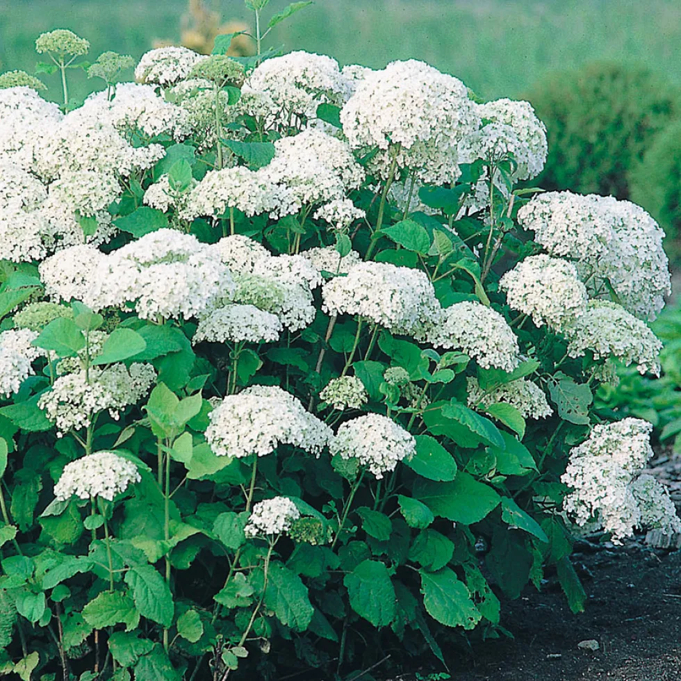 Prydnadsbuske Vidjehortensia Omnia Garden Vit