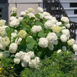 Prydnadsbuske Vidjehortensia Omnia Garden Vit
