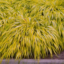 Prydnadsgräs Omnia Garden Hakonegräs Hakonechloa Macra Stor Kruka