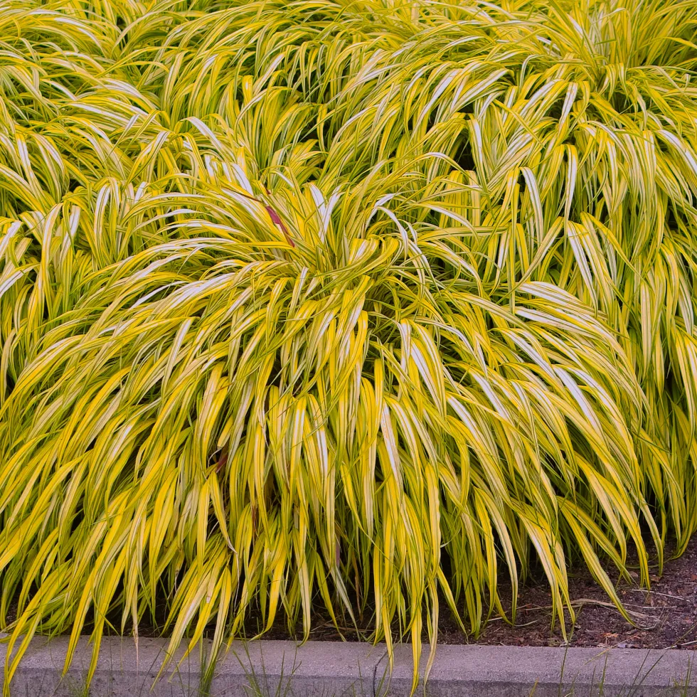 Prydnadsgräs Omnia Garden Hakonegräs Hakonechloa Macra Stor Kruka