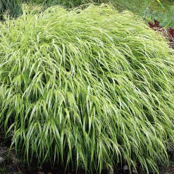 Prydnadsgräs Omnia Garden Hakonegräs Hakonechloa Macra Liten Kruka