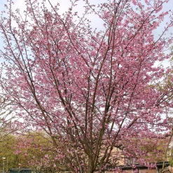 Prydnadsträd Bergkörsbär Omnia Garden 150-200 cm