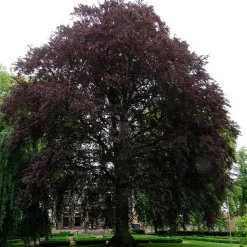 Prydnadsträd BlodBok Omnia Garden 125-150 cm Fagus Sylvatica Riversii