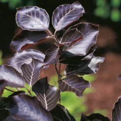Prydnadsträd BlodBok Omnia Garden 125-150 cm Fagus Sylvatica Riversii