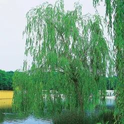 Prydnadsträd Fontänpil Omnia Garden 150-200 cm