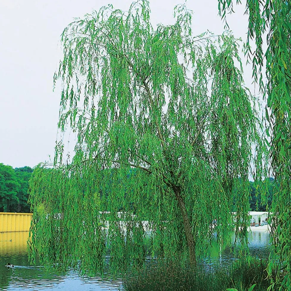 Prydnadsträd Fontänpil Omnia Garden 150-200 cm