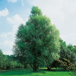 Prydnadsträd Klotpil Omnia Garden 100-120 cm