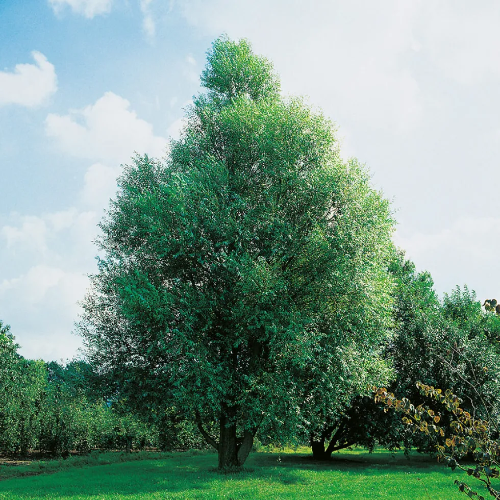 Prydnadsträd Klotpil Omnia Garden 100-120 cm