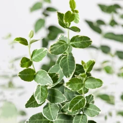 Prydnadsträd Klätterbenved Vitbrok Omnia Garden 80-90 cm