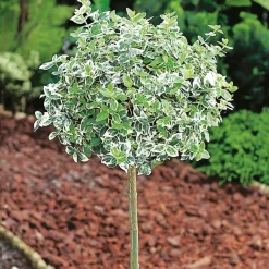 Prydnadsträd Klätterbenved Vitbrok Omnia Garden 80-90 cm