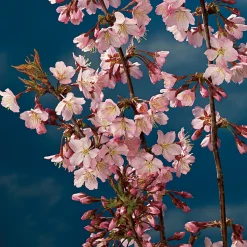 Prydnadsträd Kurilerkörsbär Omnia Garden 80-90 cm