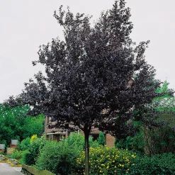 Prydnadsträd Omnia Garden Blodplommon Prunus cerasifera 100-120 cm