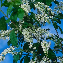 Prydnadsträd Omnia Garden Hägg, Vit Blomning & Grönt Lövverk, 120-175 cm