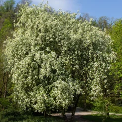 Prydnadsträd Omnia Garden Hägg, Vit Blomning & Grönt Lövverk, 120-175 cm