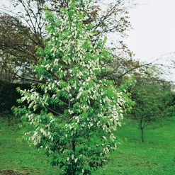 Prydnadsträd Omnia Garden Hägg, Vit Blomning & Grönt Lövverk, 120-175 cm