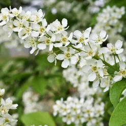 Prydnadsträd Omnia Garden Hägg, Vit Blomning & Grönt Lövverk, 120-175 cm