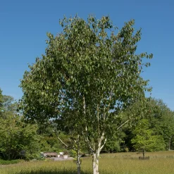 Prydnadsträd Omnia Garden Himalajabjörk, Gröna Lövverk & Gul Blomning, 150-200 cm