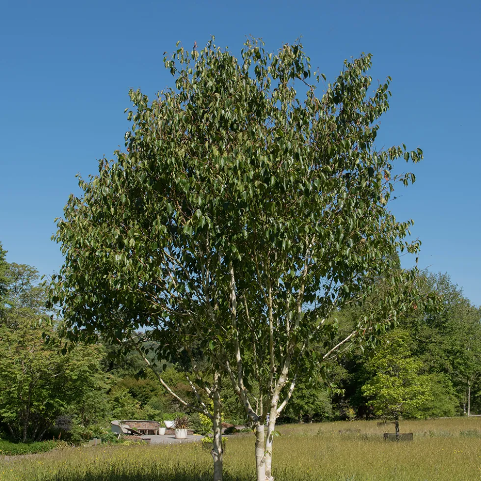 Prydnadsträd Omnia Garden Himalajabjörk, Gröna Lövverk & Gul Blomning, 150-200 cm