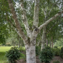 Prydnadsträd Omnia Garden Himalajabjörk, Gröna Lövverk & Gul Blomning, 150-200 cm