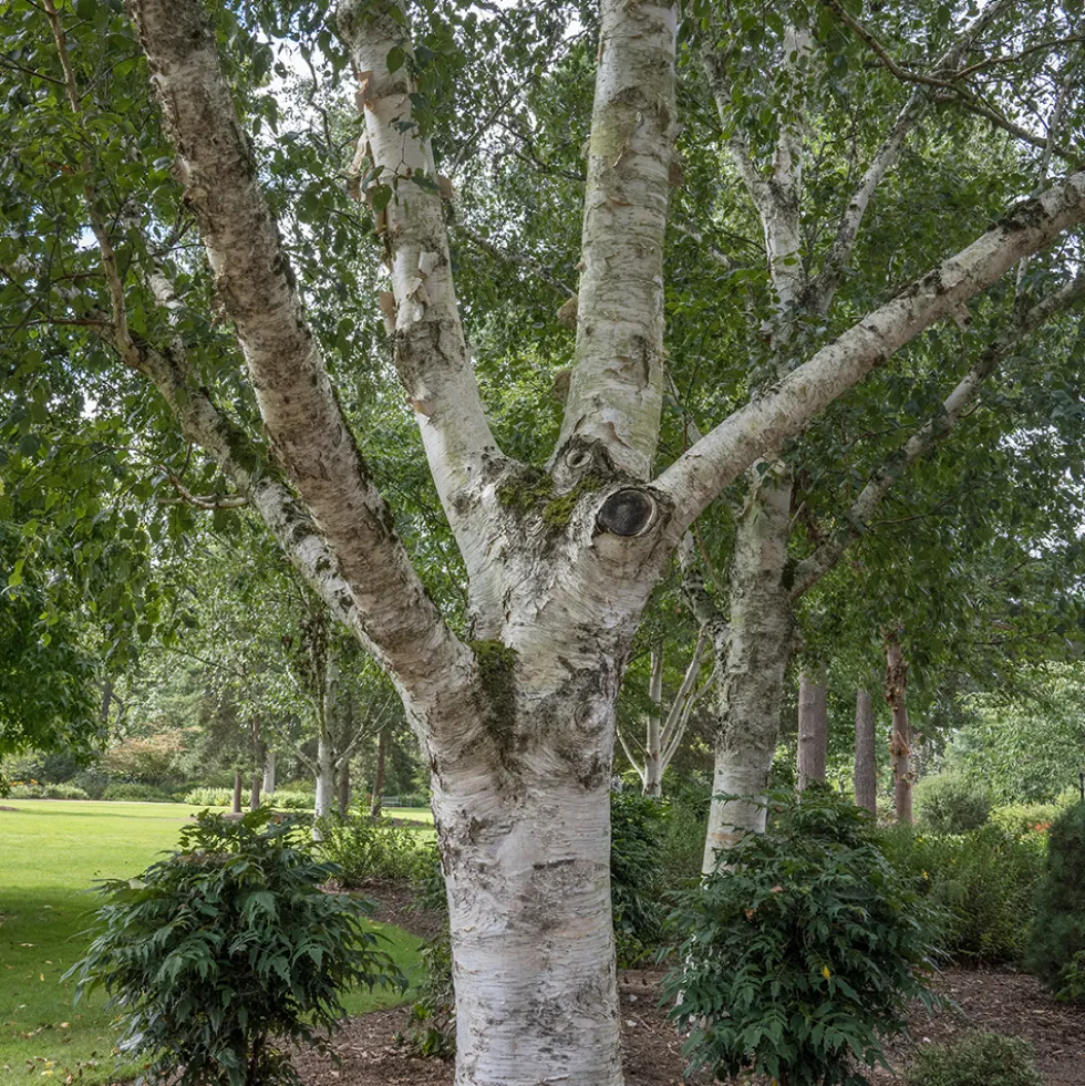 Prydnadsträd Omnia Garden Himalajabjörk, Gröna Lövverk & Gul Blomning, 150-200 cm
