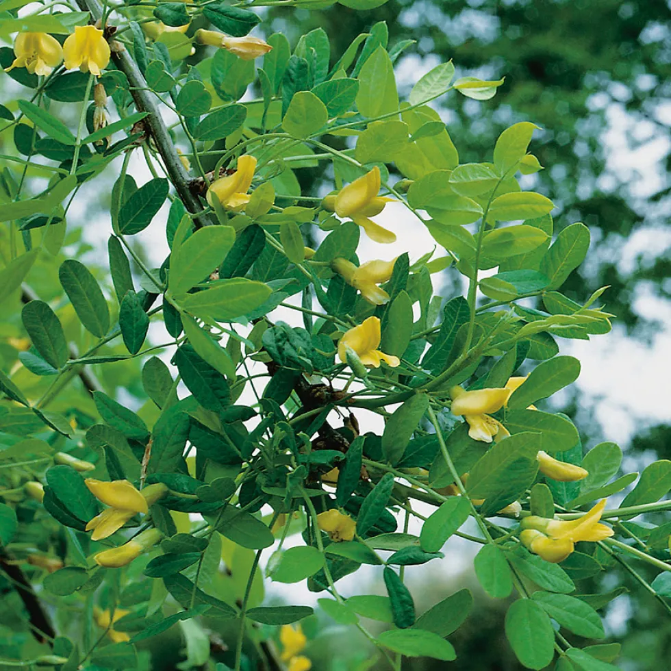 Prydnadsträd Omnia Garden Hängkaragan 100-120 cm - Grön Blomning