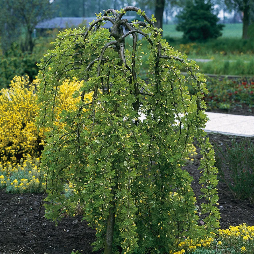 Prydnadsträd Omnia Garden Hängkaragan 100-120 cm - Grön Blomning