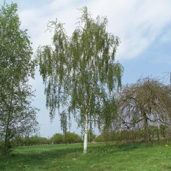 Prydnadsträd Omnia Garden Hängbjörk - Grönt Lövverk & Gul Blomning, 150-200 cm