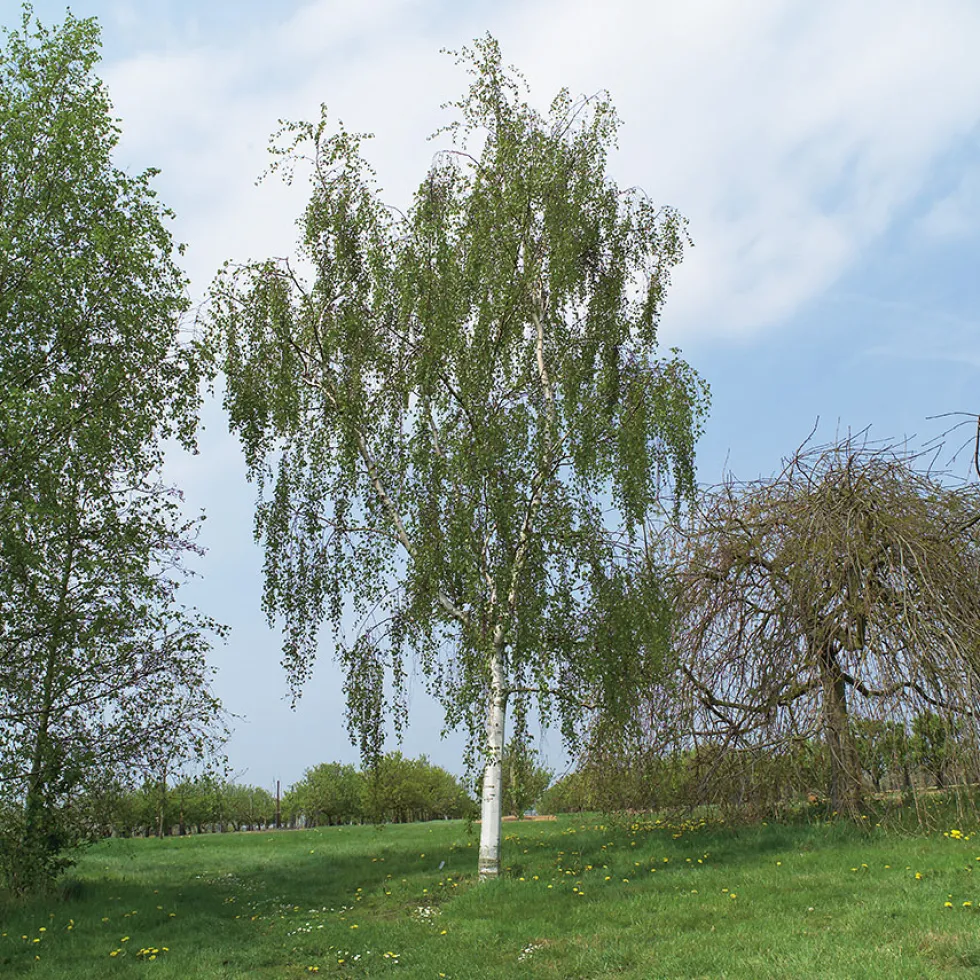 Prydnadsträd Omnia Garden Hängbjörk - Grönt Lövverk & Gul Blomning, 150-200 cm